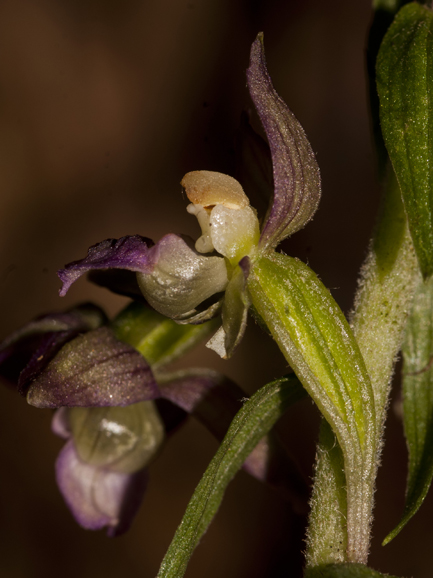 Rubbio_francavilla in Sinni 7780.jpg