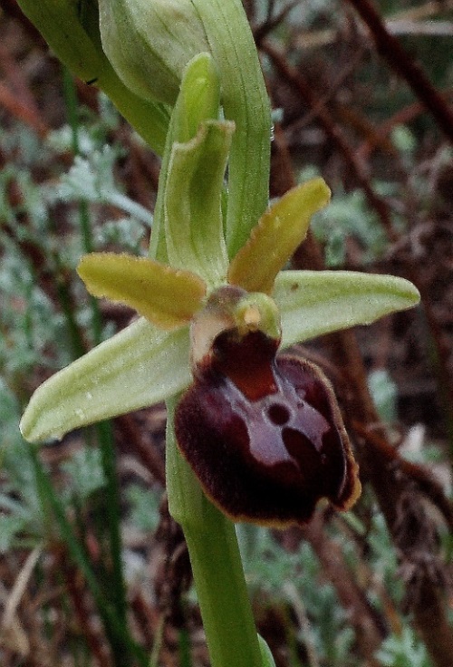Ophrys sphegodes 6602 - Copia.JPG