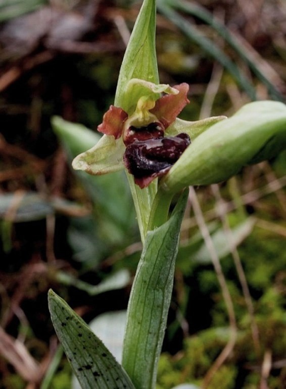 Ophrys sphegodes 231 - Copia.JPG