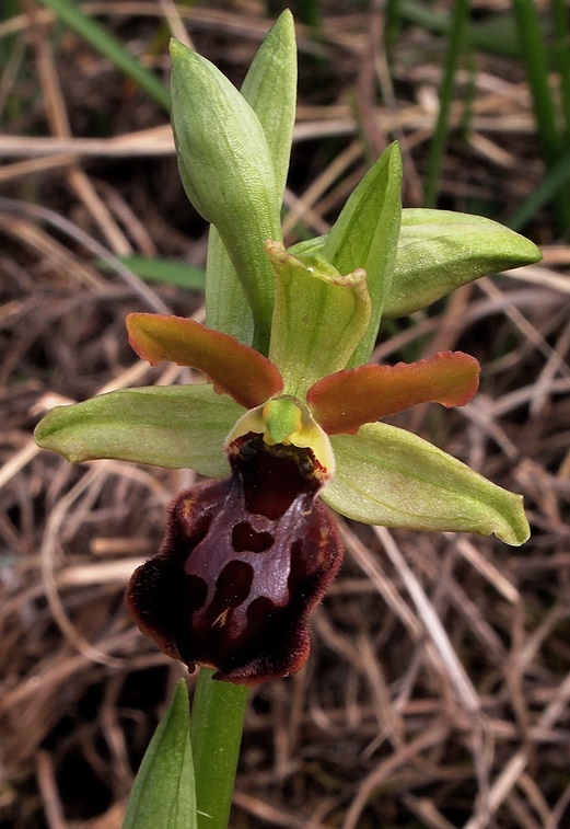 Ophrys sphegodes 244 (2).JPG