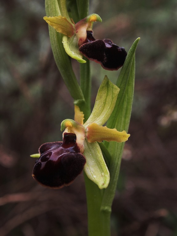 Ophrys sphegodes 255 - Copia.JPG
