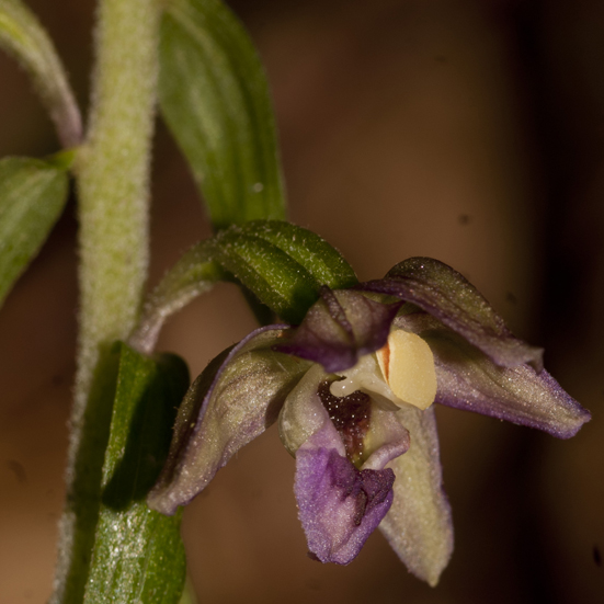 Rubbio_francavilla in Sinni 7784.jpg