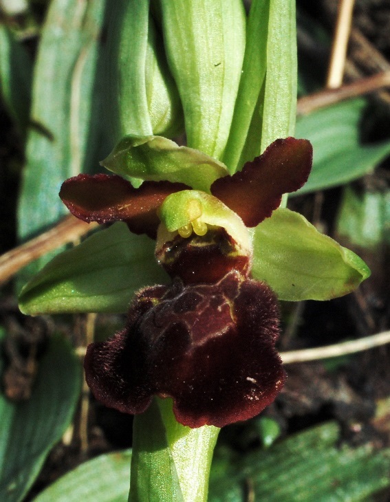 Ophrys sphegodes 6549.JPG