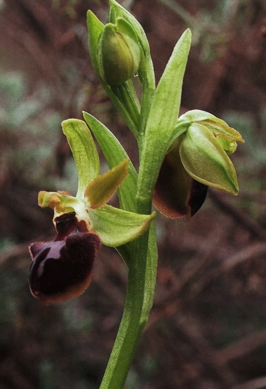 Ophrys sphegodes 254 - Copia.JPG