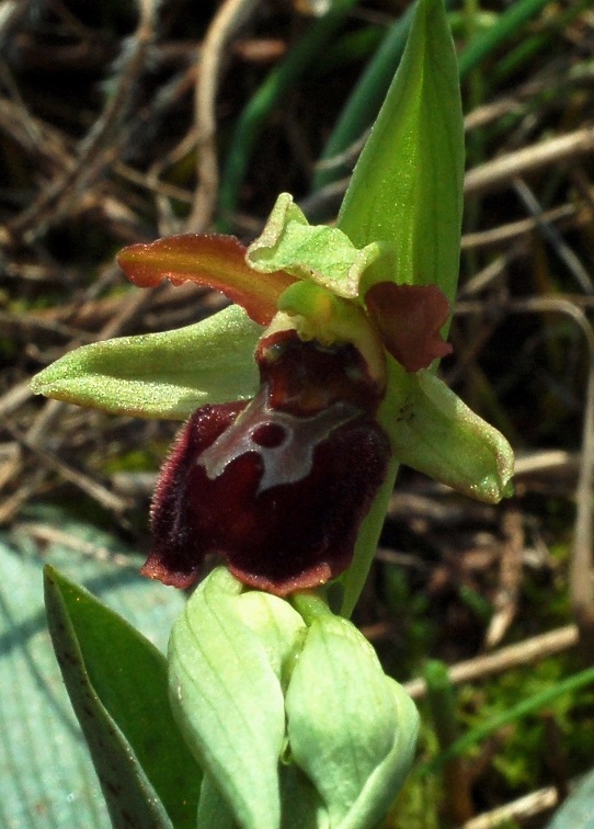 Ophrys sphegodes 6552.JPG