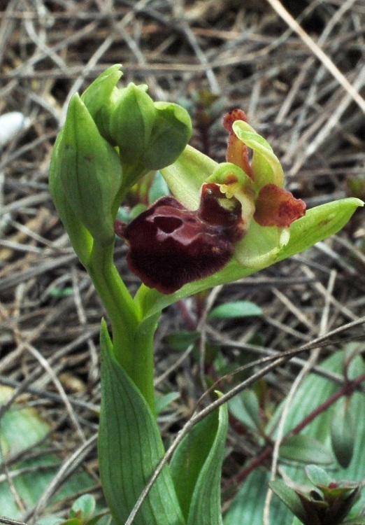 Ophrys sphegodes 6566.JPG