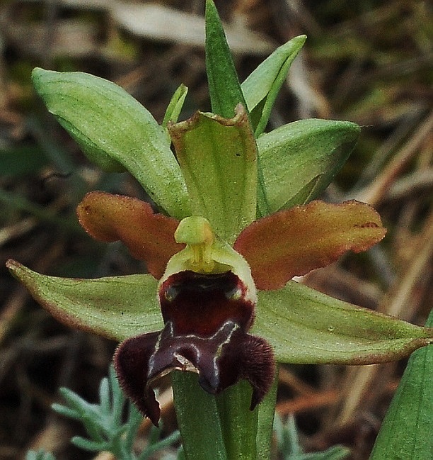 Ophrys sphegodes 6590 - Copia.JPG