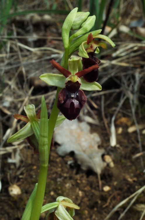 Ophrys sphegodes 6632.JPG