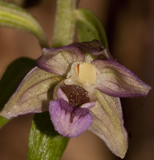 Rubbio_francavilla in Sinni 7781.jpg