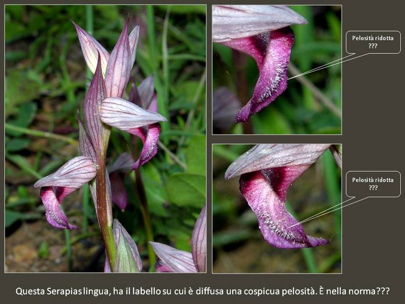 Linqua pelosa-001.jpg