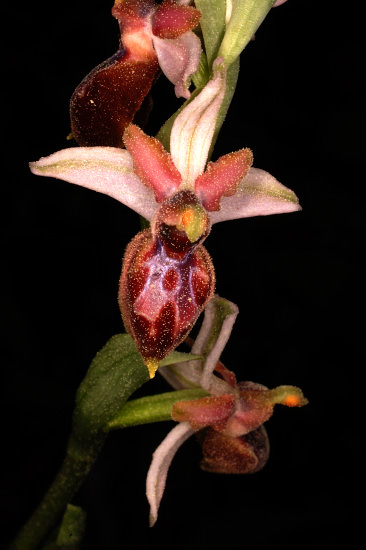 Ophrys exaltata 001.JPG