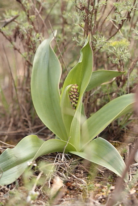 orchis purpurea.JPG