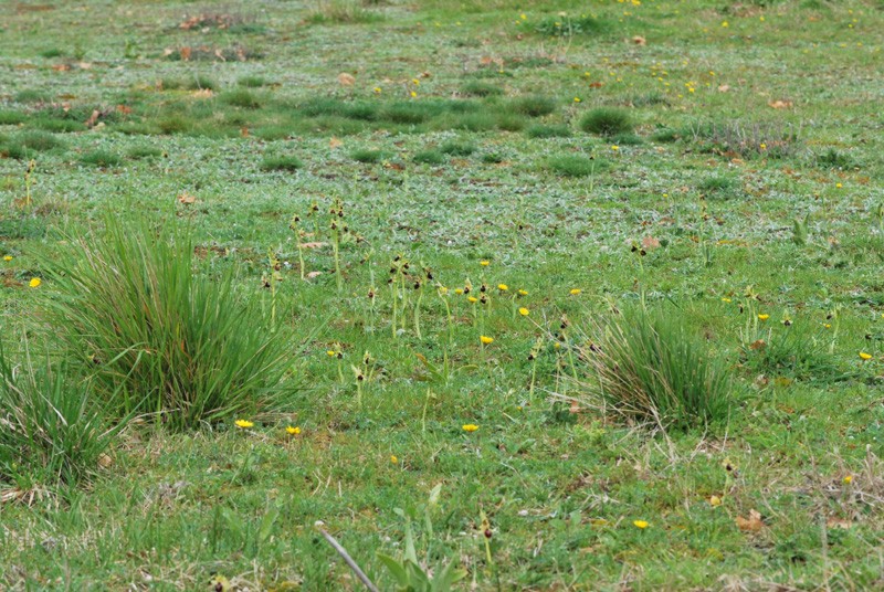 dsc_0013.jpg