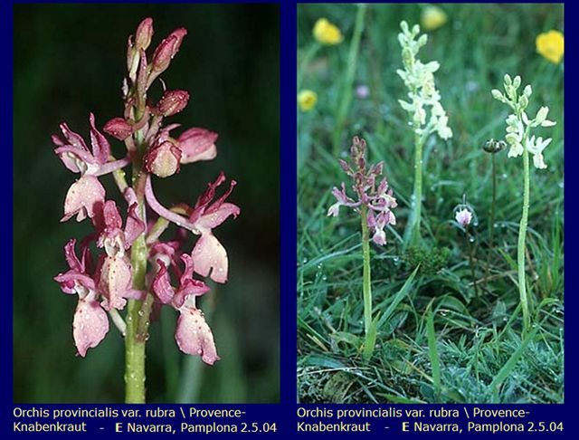 O.provincialis var. rubra.jpg