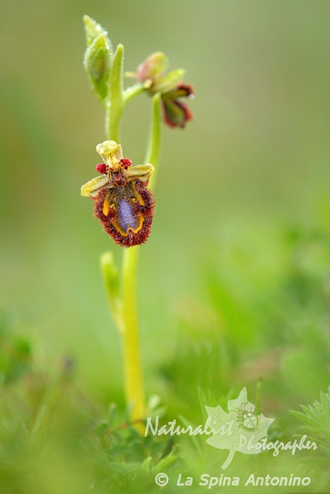 ophrys speculum_700px.jpg