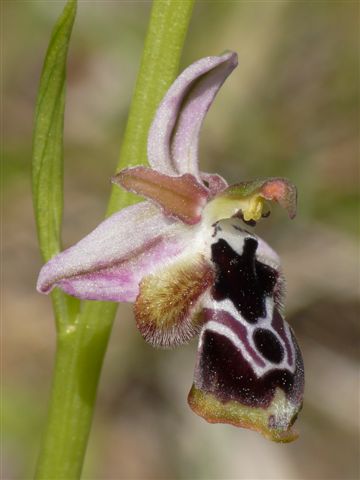 Oph. reinholdii .JPG
