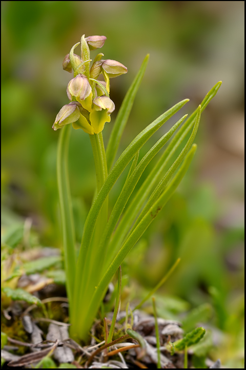 Chamorchis1.jpg