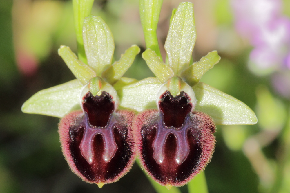 Ophrys gemelle3.JPG