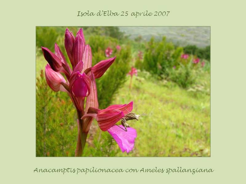 Anacamptis e Ameles.jpg