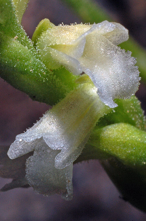 Spiranthes aestivalis.jpg