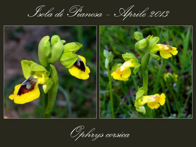 Ophrys corsica (2).jpg