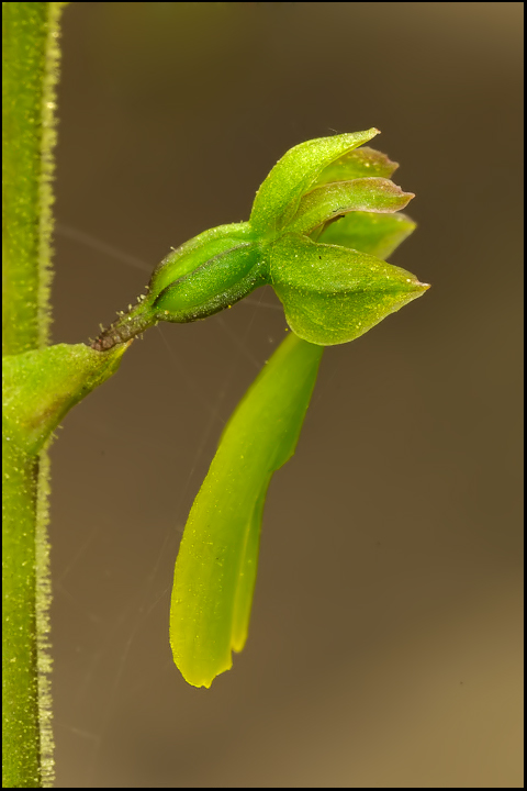 Listera-ovata3.jpg