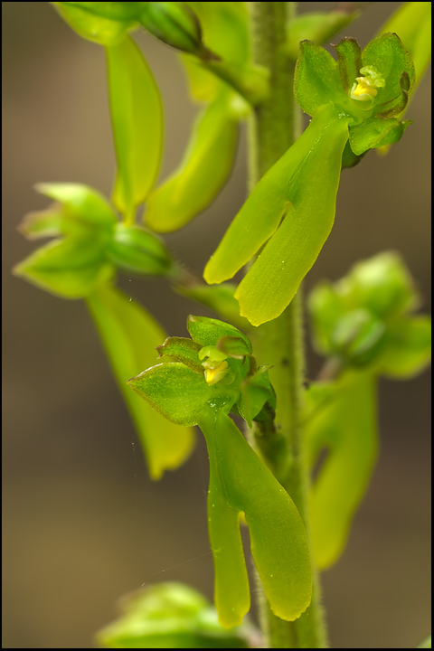 Listera-ovata4.jpg