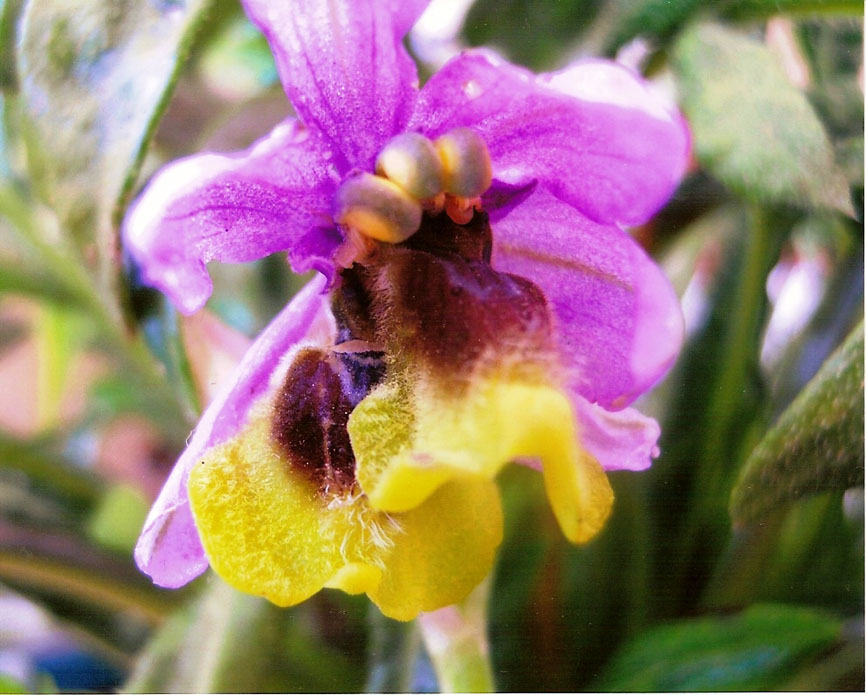 Ophrys tenthredinifera(12) Bis.jpg