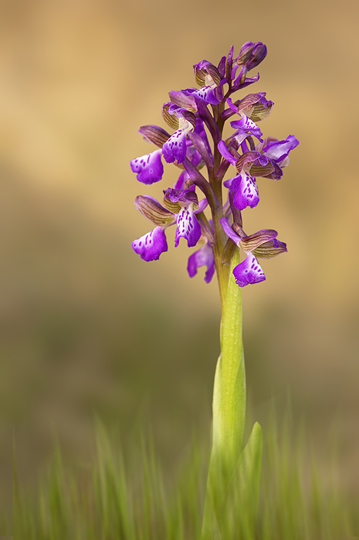 Anacamptis morio.jpg