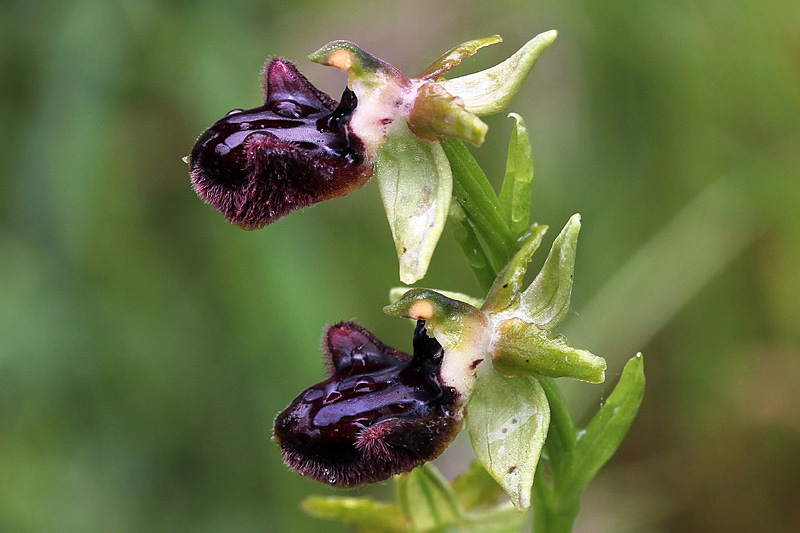 6l-ophrys-incubacea subsp. incubacea-XMG_3963.jpg