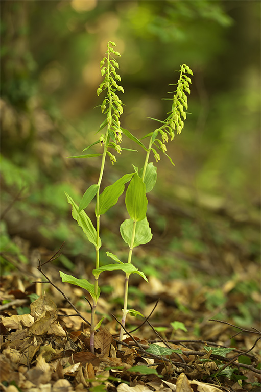 Epipactis thesaurensis 5.jpg