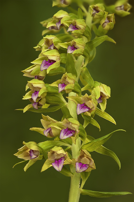 Epipactis thesaurensis 4.jpg