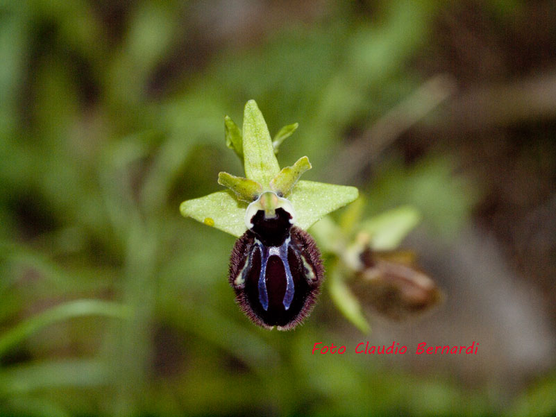 ophrys incubacea.jpg