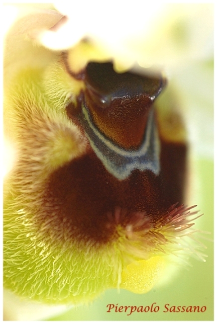 Ophrys tenthredinifera.jpg