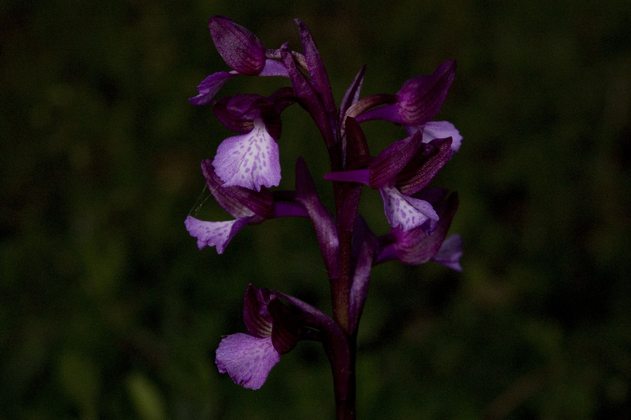 DSC_0082-.jpg
