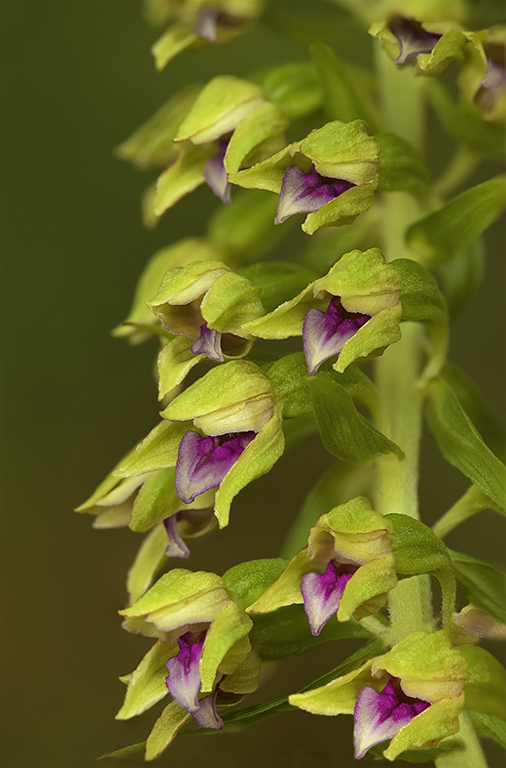 Epipactis thesaurensis 2.jpg