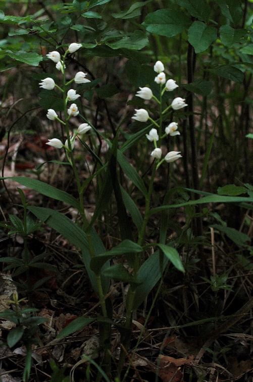 Cephalanthera longifolia 6789.JPG