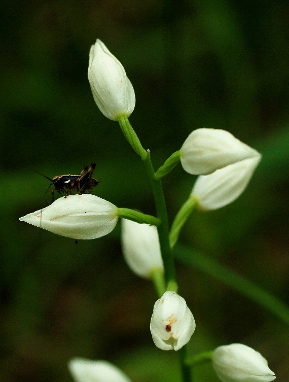 Cephalanthera longifolia 6796.JPG
