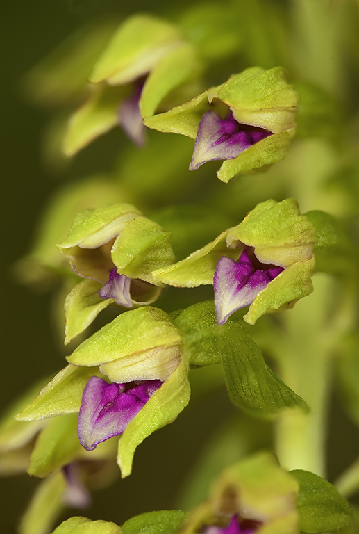 Epipactis thesaurensis.jpg