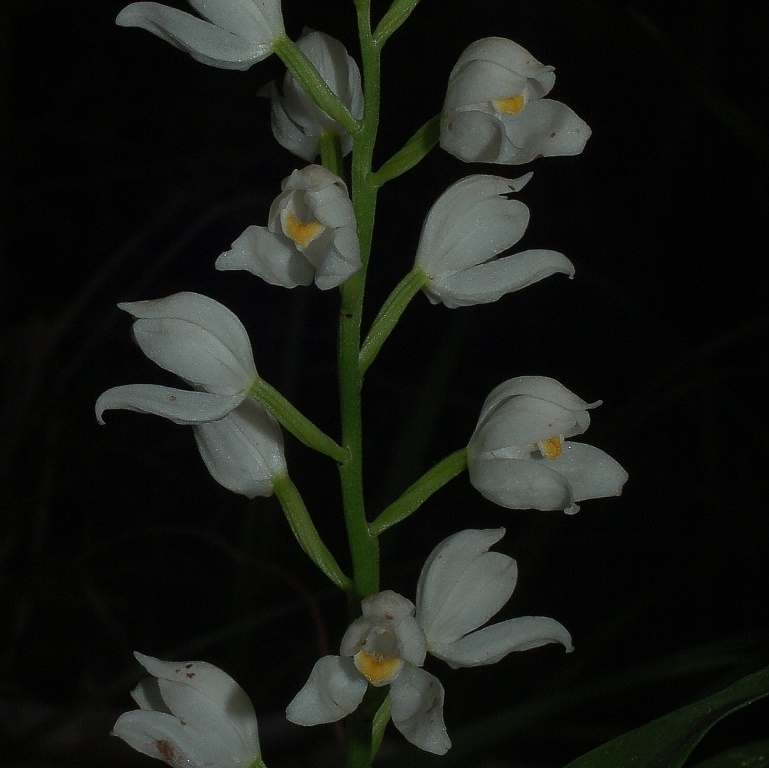 Cephalanthera longifolia 6798 - Copia.JPG