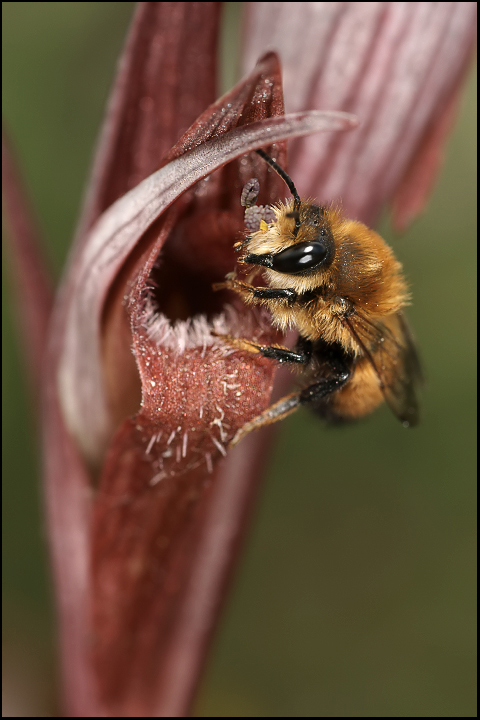Serapias-vomeracea.jpg