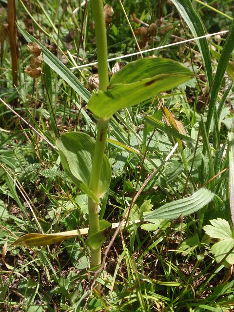 E. orbicularis distans 1.JPG