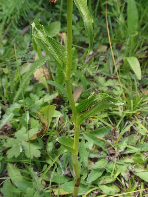 E. orbicularis distans 2.JPG