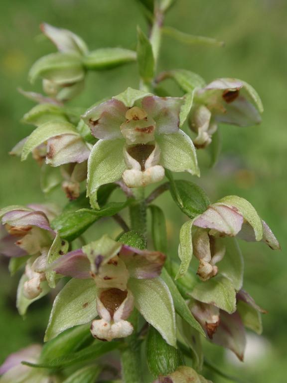 E. orbicularis distans 3a.JPG