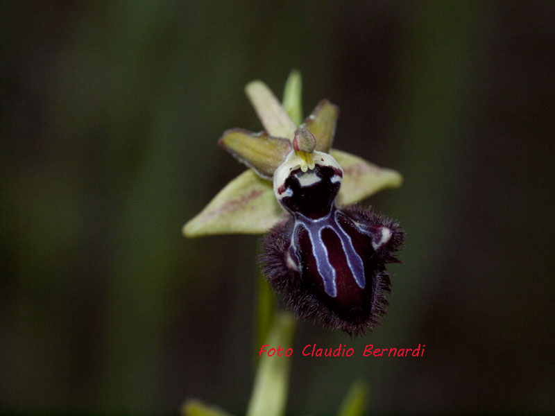 ophrys incubace1a.jpg