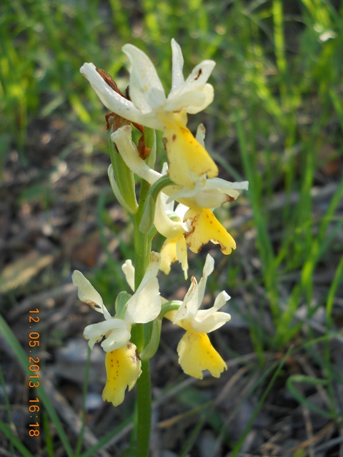 caprione 120513 015.jpg