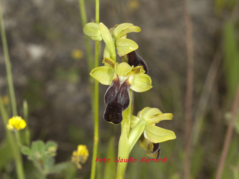 ophrys fusca var lucana.jpg