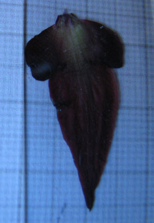 labello foto 5-6.jpg