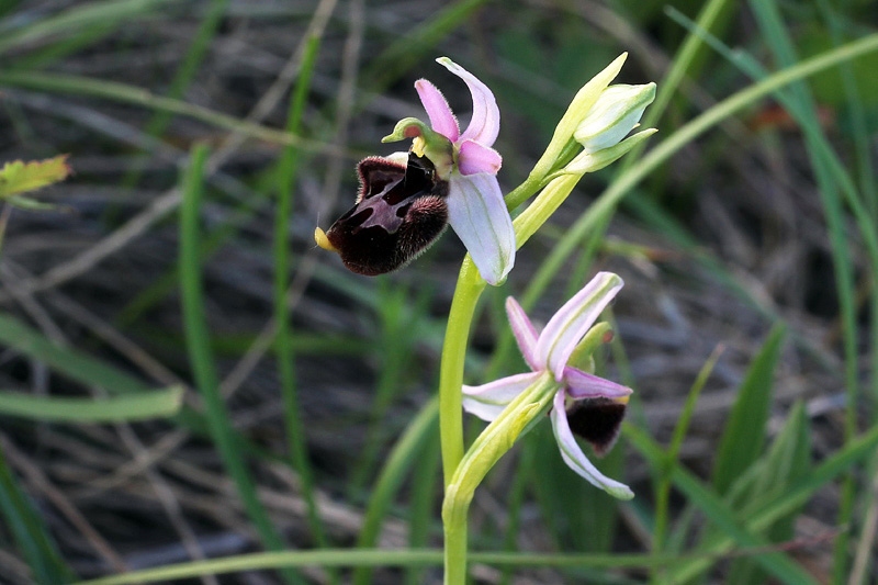 5i-ophrys bertolonii subsp. benacensis x Ophrys holosericea-(appennina)-XMG_5266.jpg