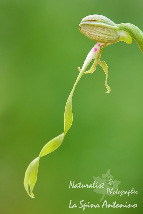 Himantoglossum hircinum_2_700px.jpg
